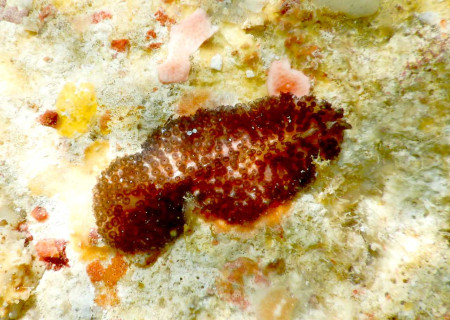 ヒラムシの仲間